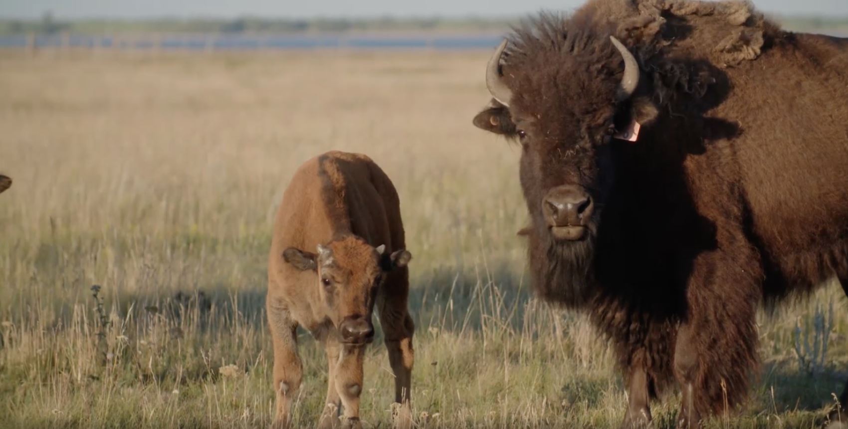 bison