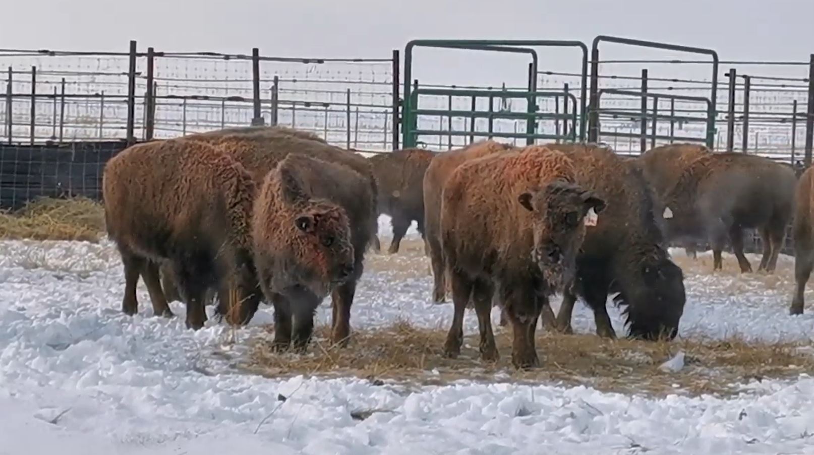 Buffalo