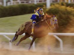 A young woman rides bareback on a chestnut coloured horse. Dust kicks up. She wears blue and gold silks.