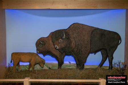 Buffalo Treaty 15